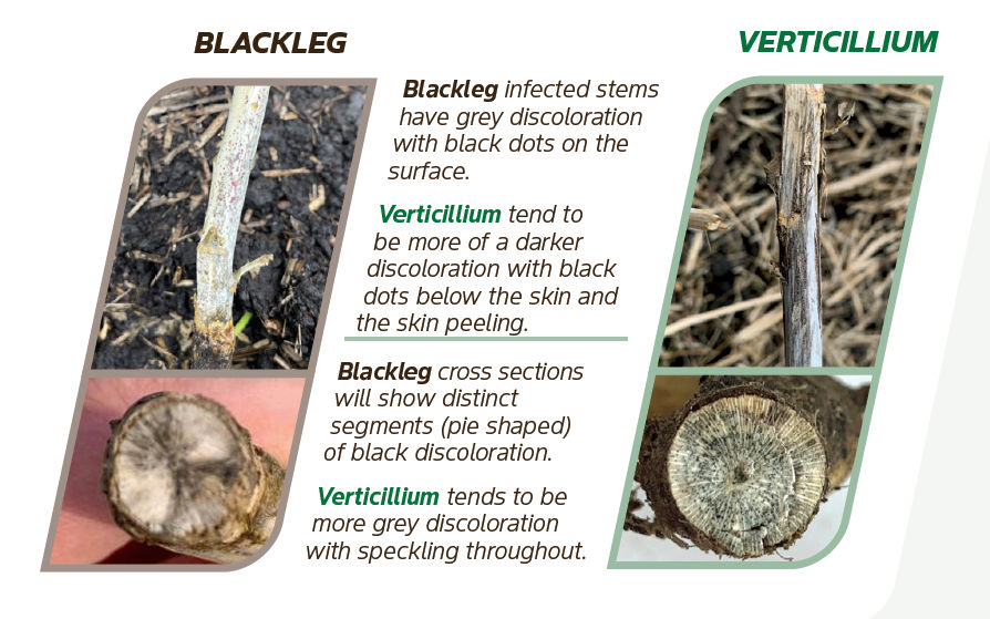Blackleg vs Verticillium