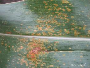 Pustules de la rouille du Sud du maïs à la surface d’une feuille de maïs.