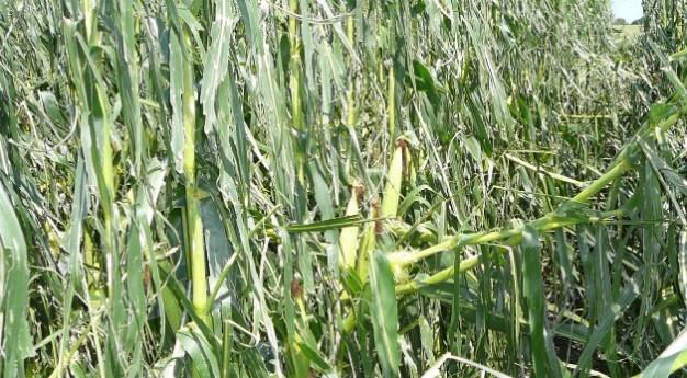 Corn damaged by hail