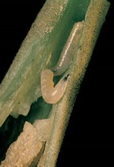 Larve de la mouche des légumineuses.