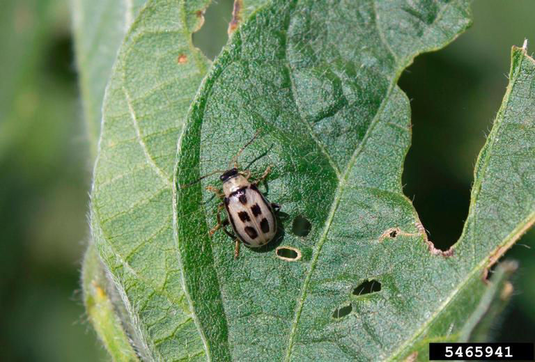 Bean leaf beetle feeding on soybean leaf