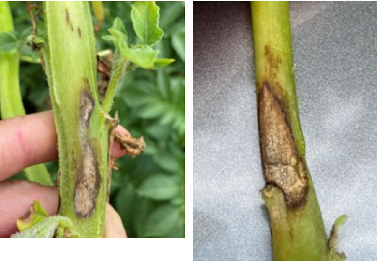 Left: Black dot lesions appear early in the season. Right: Large black dot lesions result in collapsed stems.