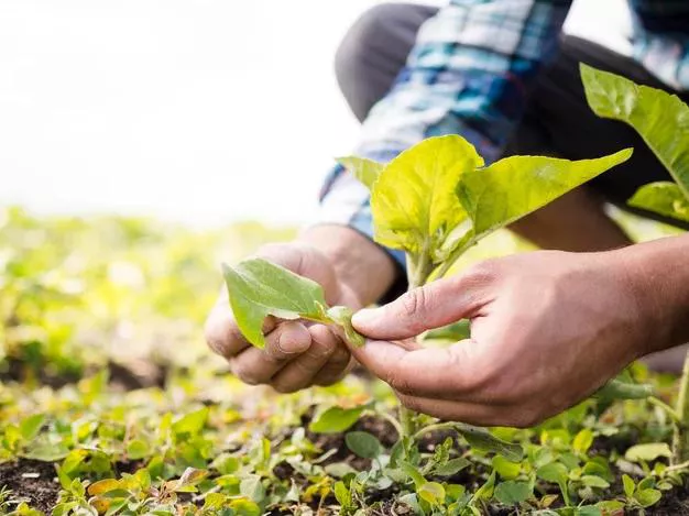imagem aproximada das mãos de um agricultor manuseando uma muda em sua plantação