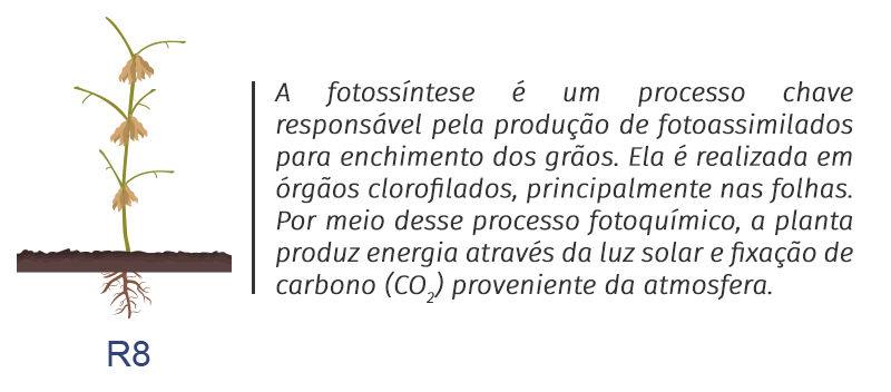 R8: A fotossíntese é um processo chave responsável pela produção de fotoassimilados para enchimento dos grãos. Ela é realizada em órgãos clorofilados, principalmente nas folhas. Por meio desse processo fotoquímico, a planta produz energia através da luz solar e fixação de carbono (CO) proveniente da atmosfera.