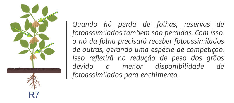 R7: Quando há perda de folhas, reservas de fotoassimilados também são perdidas. Com isso, o nó da folha precisará receber fotoassimilados de outras, gerando uma espécie de competição. Isso refletirá na redução de peso dos grãos devido a menor disponibilidade de fotoassimilados para enchimento.