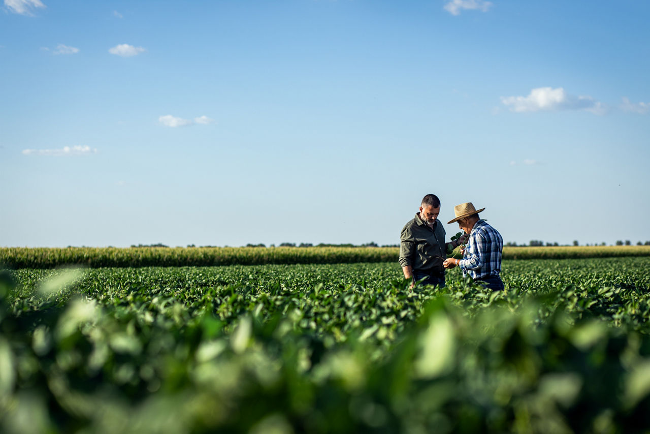 Two farmers in a field examining soy crop.