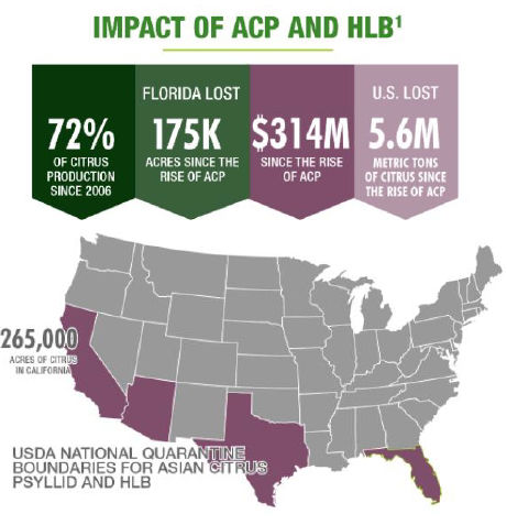 Impact of ACP and HLB