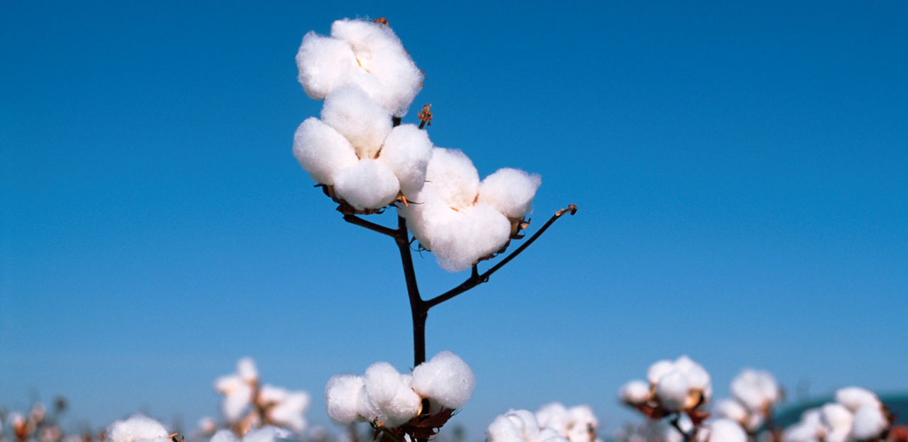 Juntos, MT e BA respondem por cerca de 90% da produção brasileira de algodão em pluma