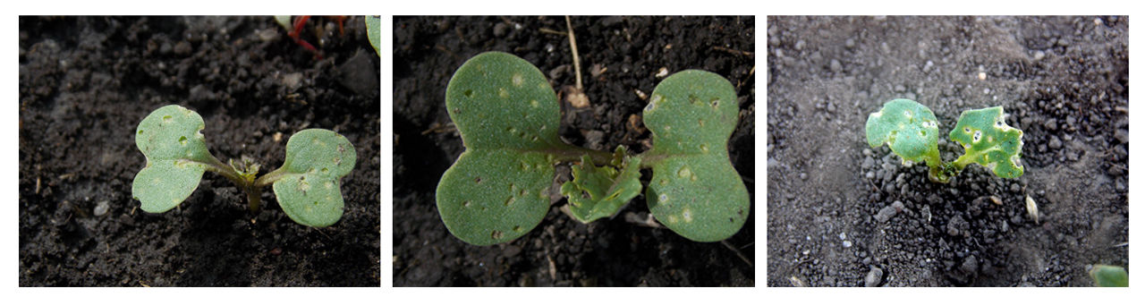 Left: 10% flea beetle injury, Center: 25% flea beetle injury, Right: 60% flea beetle injury 