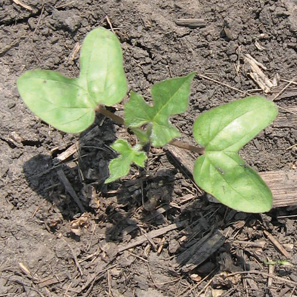 Magnified image of a ivyleaf morningglory seedling.