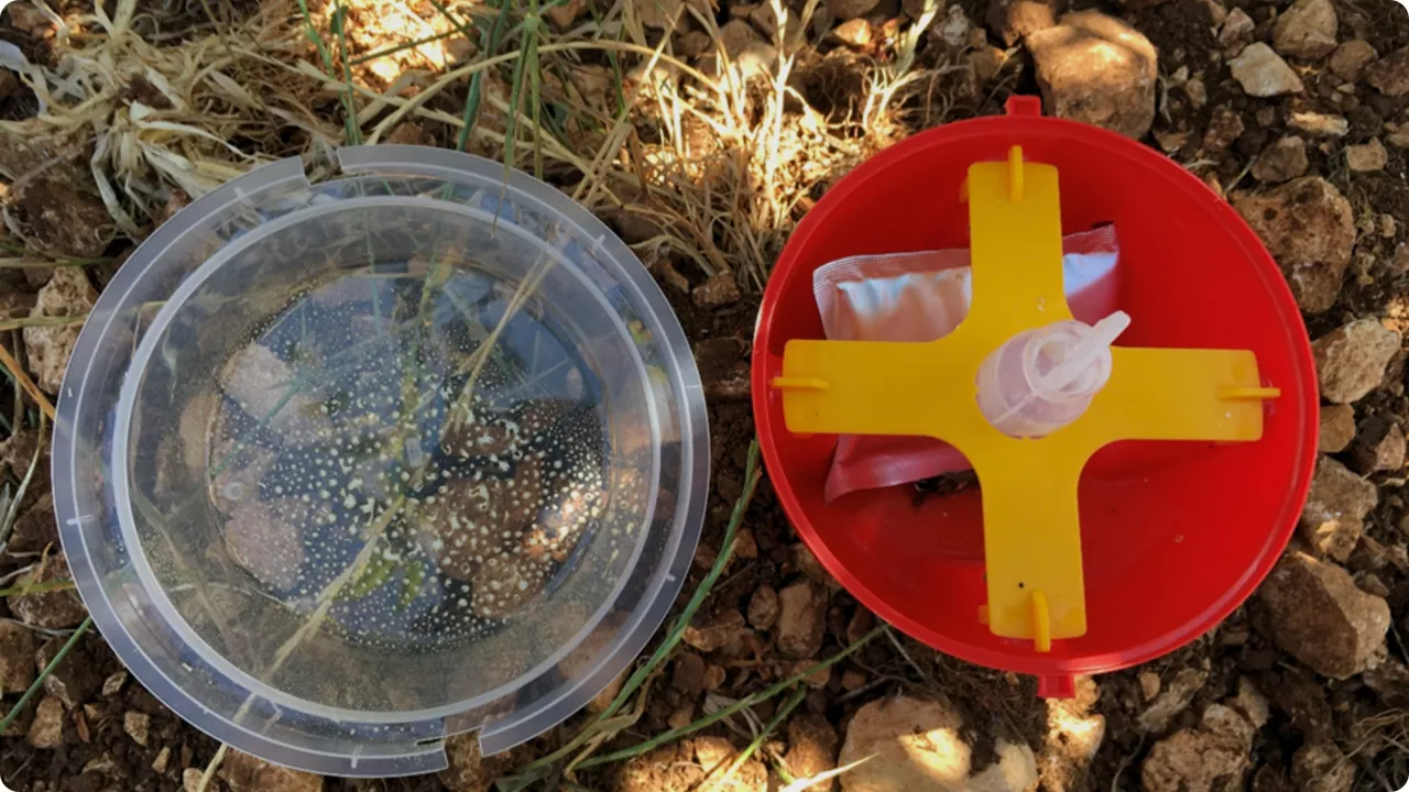 środek pułapki decis trap droso
