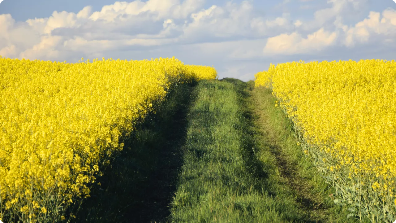 pole rzepaku
