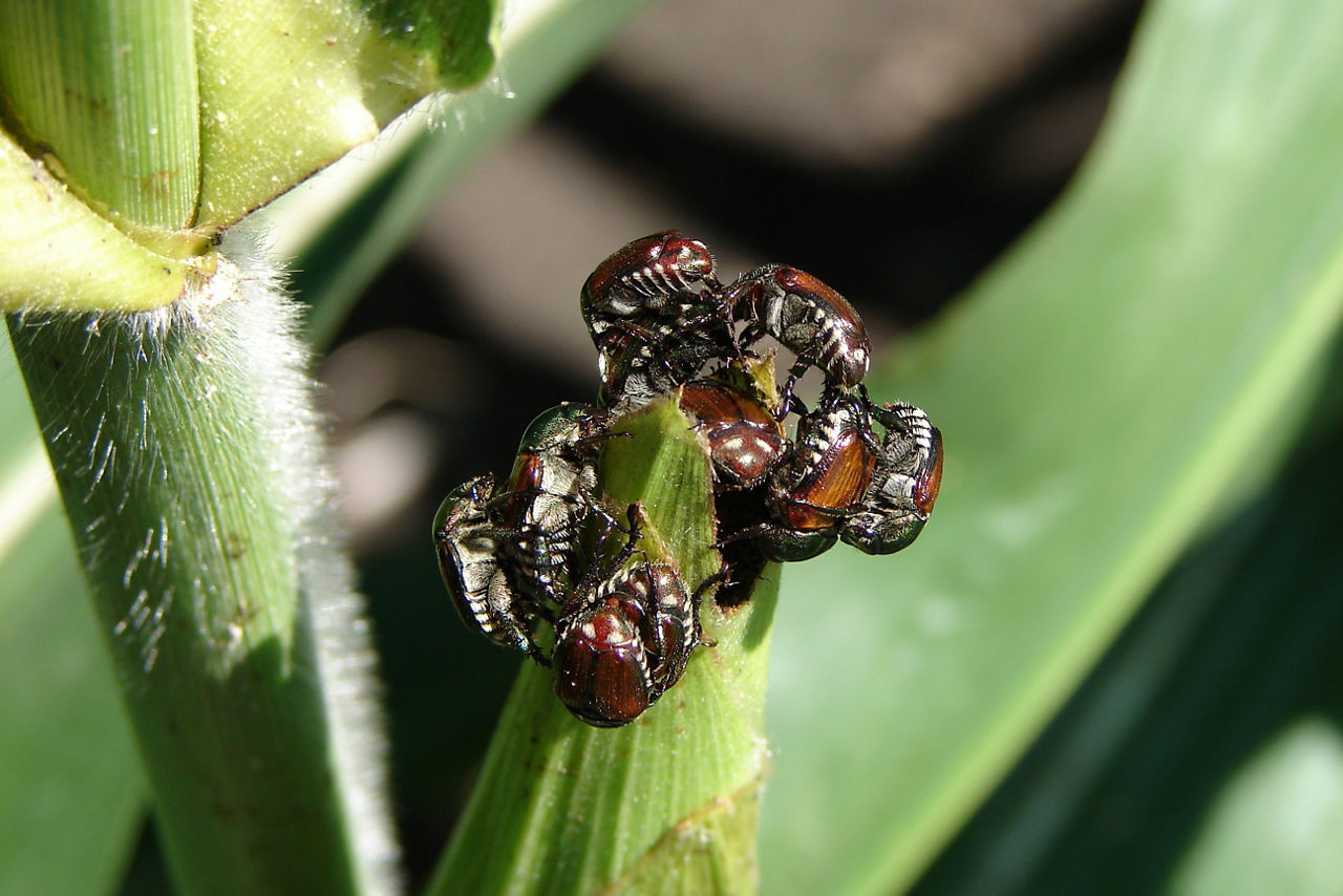 Japanese beetles on a corn plant feeding on corn silk