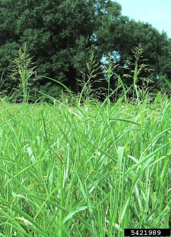 	Johnsongrass with seed heads that are triangular shaped.