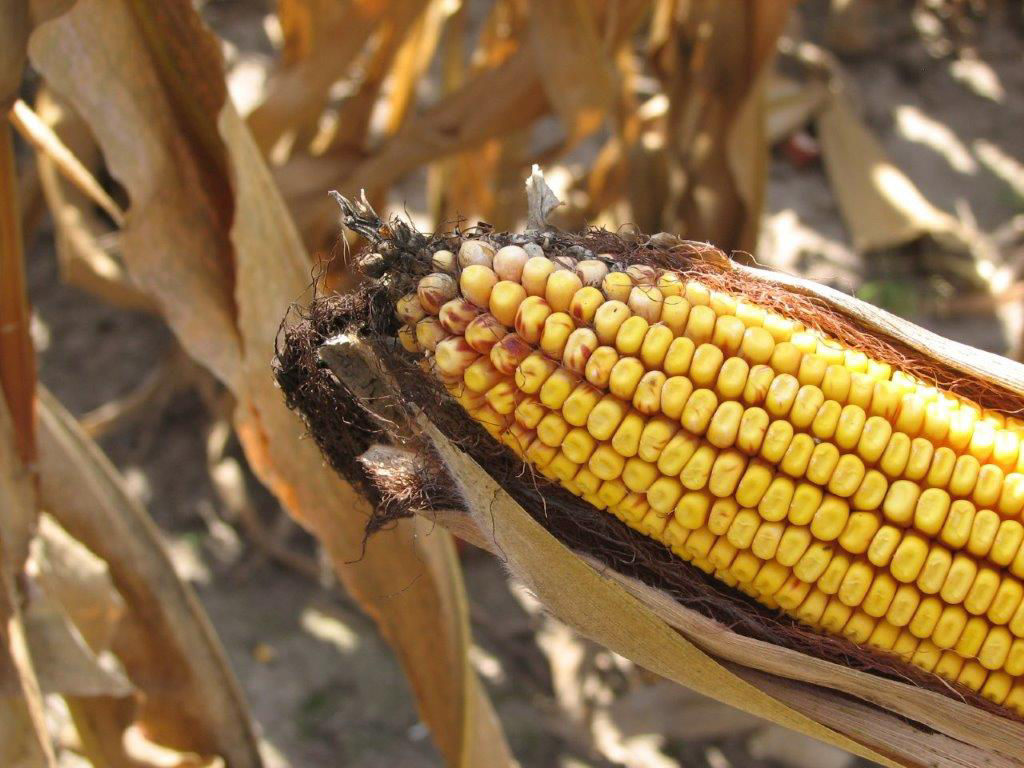 Ear of corn with kernel red streak from the wheat curl mite