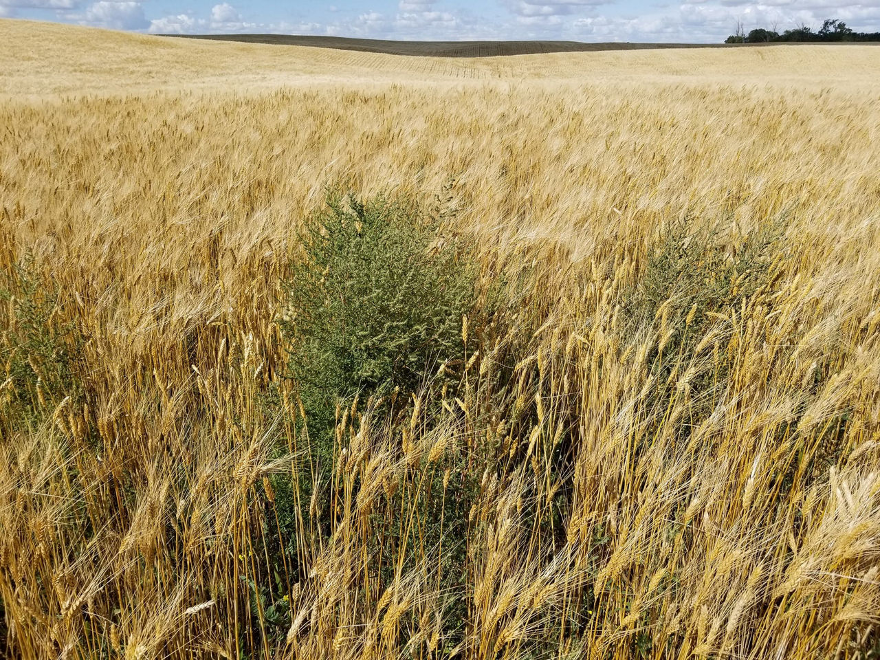 A vast field of plants spanning far into the horizon, There is a large area of plants that are green weeds in the center. 