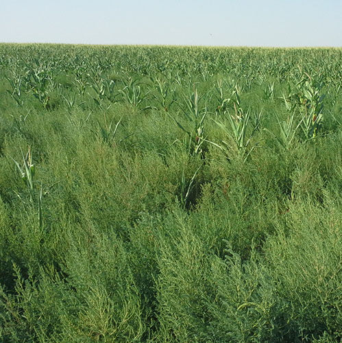 kocia weed in field