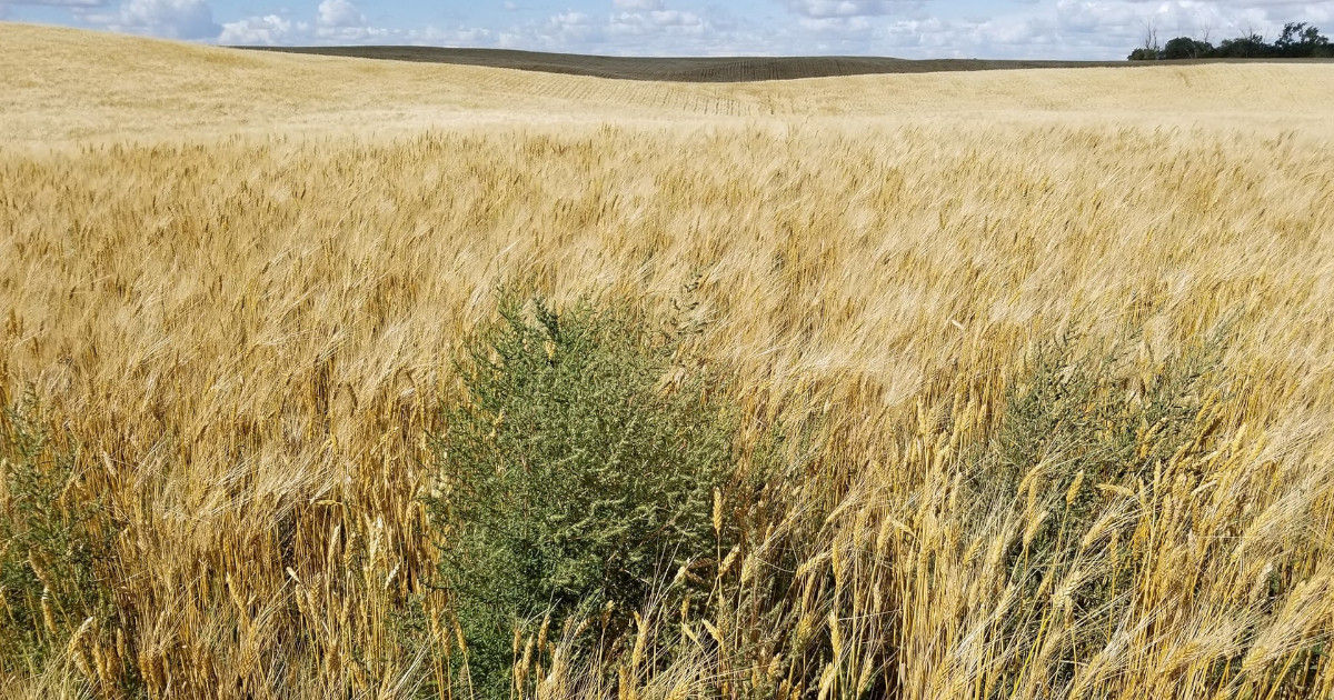 A vast field of plants spanning far into the horizon, There is a large area of plants that are green weeds in the center. 