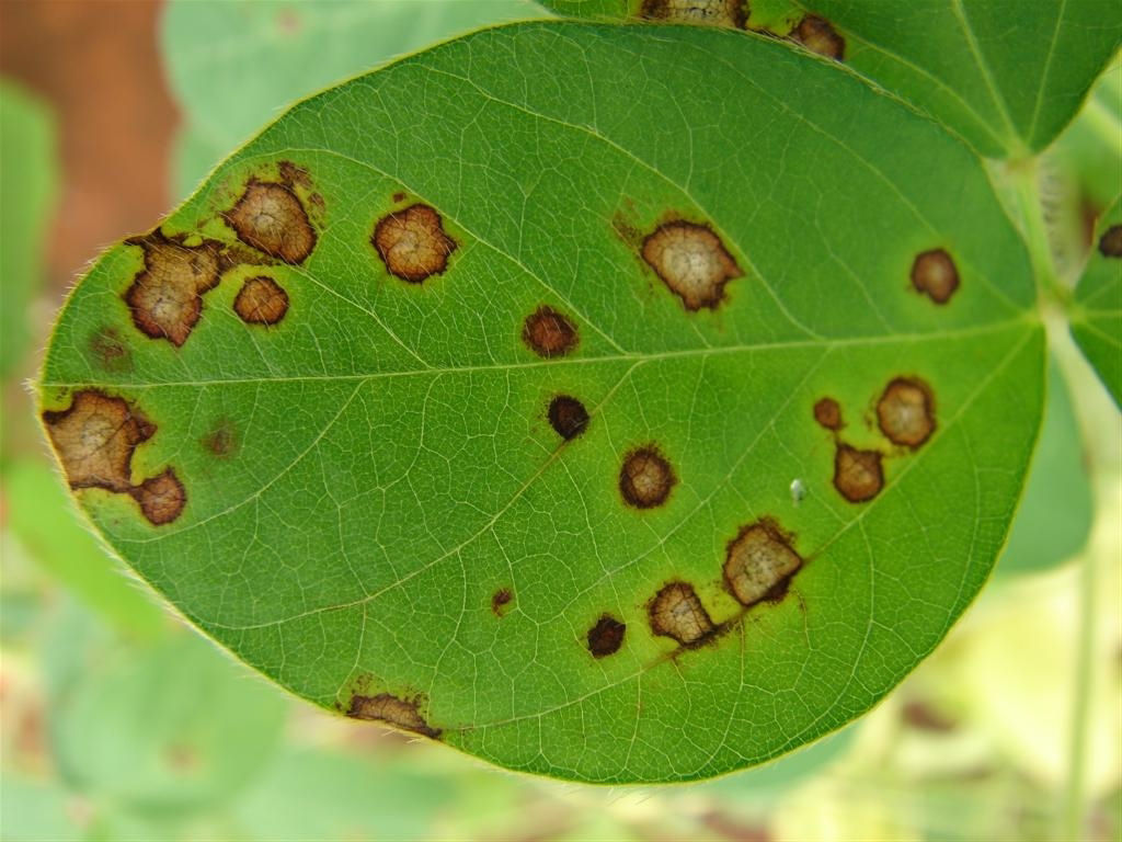 Frogeye leaf spot lesions image