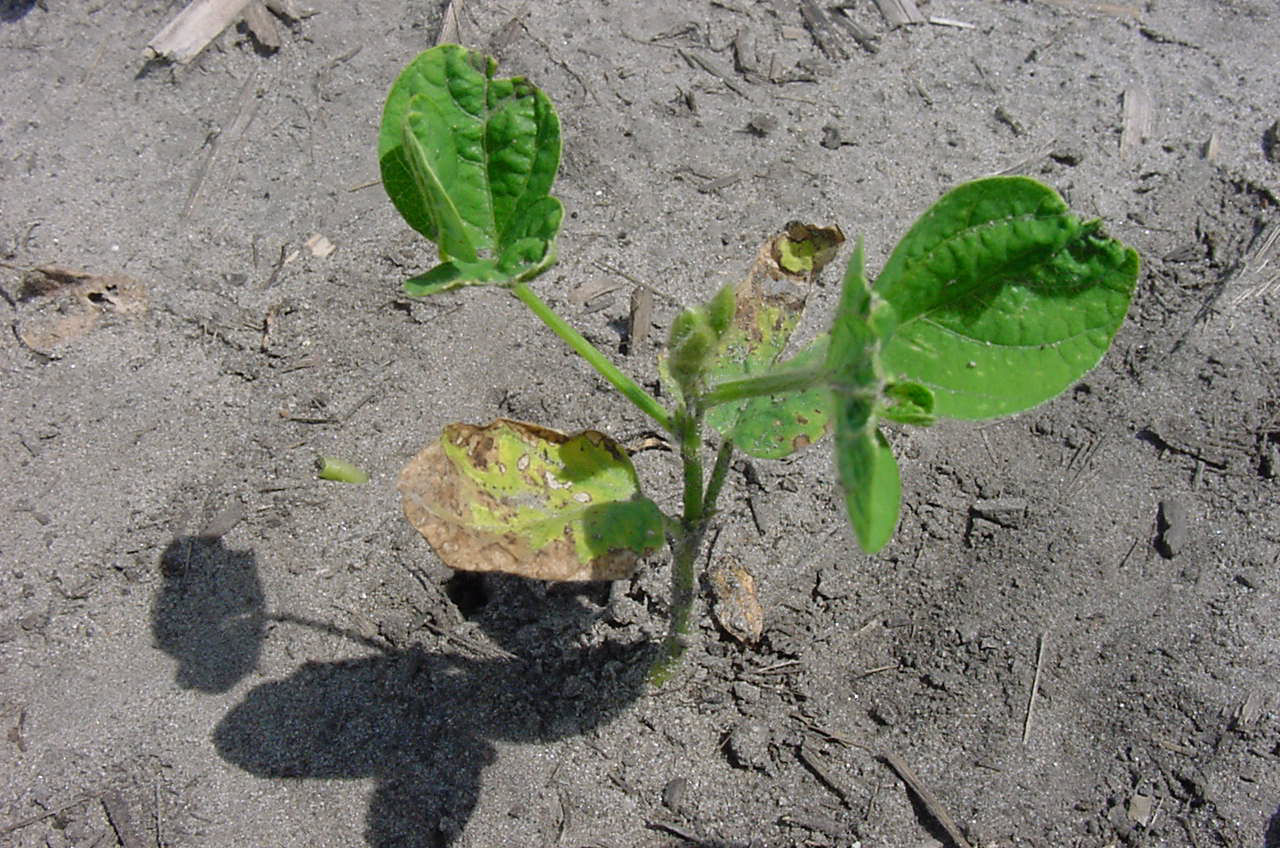Figure 2. damage to soybeans from atrazine or metribuzin carryover
