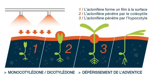 laclonifene-plus-efficace-en-toutes-circonstances_Rich_Text_Editor.png
