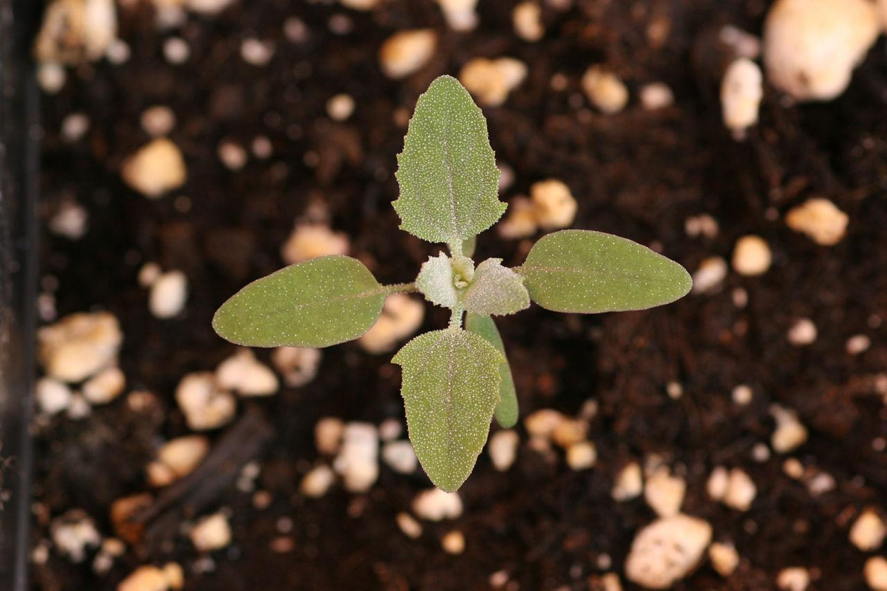 Image of a Lambsquarter seedling in a corn field