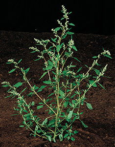 Lambsquarters closeup on ground