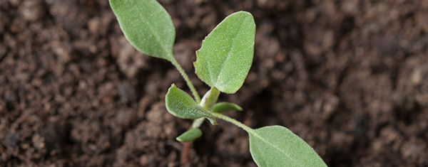 lambsquarters growing in soil