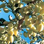 Late blight threat in pistachios view of affected branches