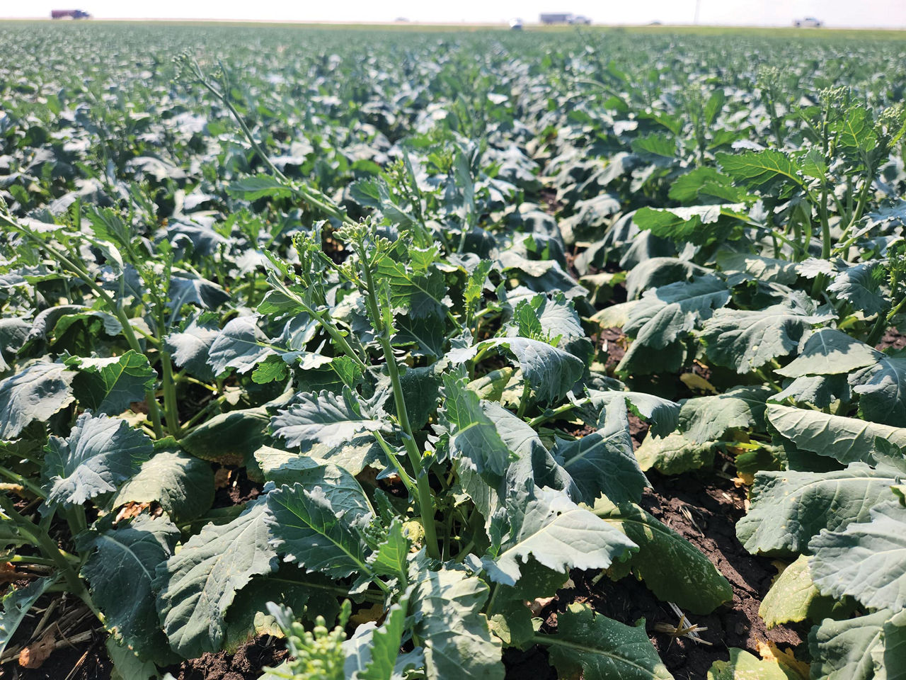 Close-up of green canola plants growing in rows in a field under bright sunlight. 