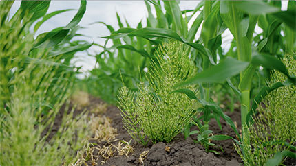 Equisetum arvense