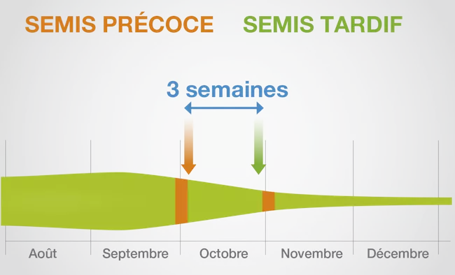 le-decalage-de-la-date-de-semis-efficace-pour-gerer-les-grosses-infestations_Rich_Text_Editor.png