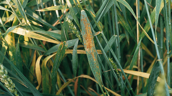 Leaf rust, also known as crown rust in oats, is a common disease infecting wheat, barley and oat crops throughout Australia.