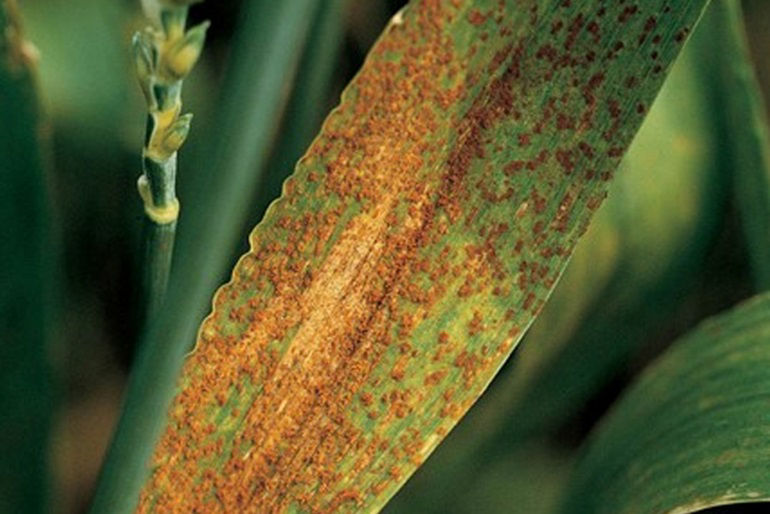 Up close image of leaf rust. 