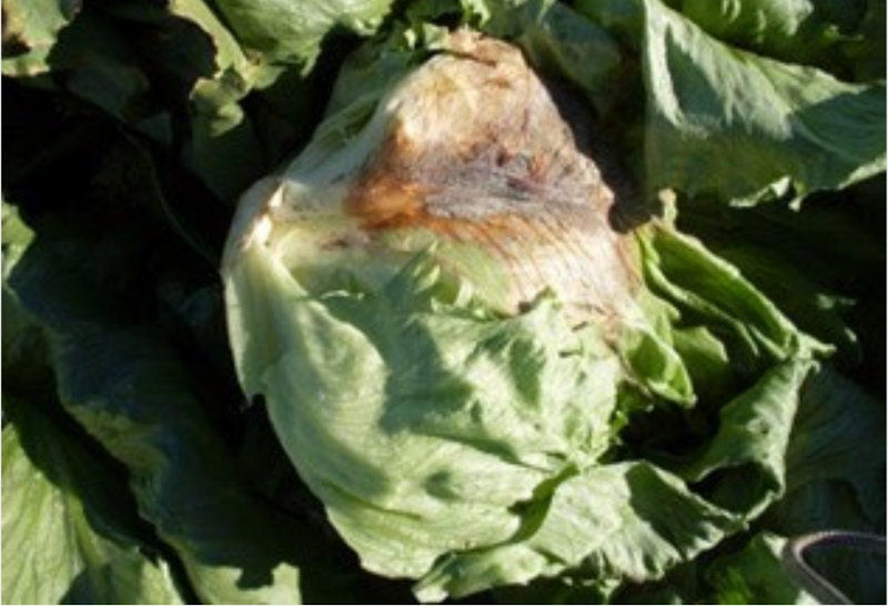 Lechuga con sintomas