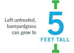 left untreated baryardgrass can grow to 5 feet tall