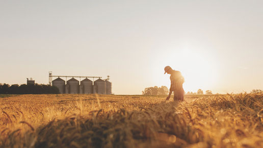 Silhouette of man examining wheat crops on field with silos in background