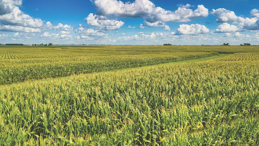 corn field and blue skies in the Midwest