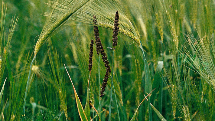 Affecting wheat, barley and oats, loose smut is rarely seen due to the regular use of effective seed treatments.