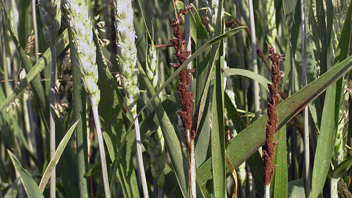 Smut is a fungal disease affecting cereals crops in Australia. Commonly known as loose, flag or covered smut; hosts include wheat, barley and oats.