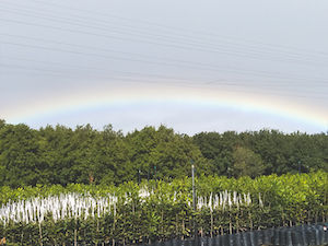 A dark green Macadamia nursery with young, grafted trees. A bright rainbow is in the sky above the nursery.