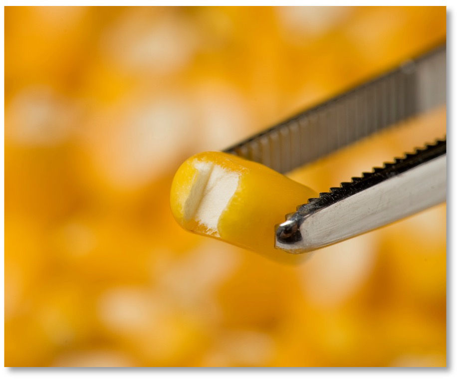 Seed Chipping