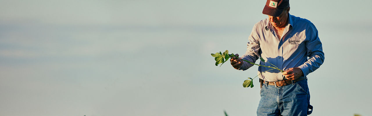 Male farmer in field evaluating crop in hand, evaluating soybean crop for disease