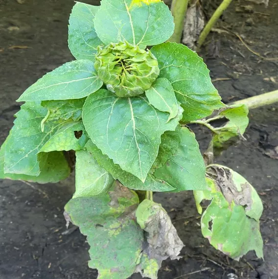 sick sunflower mana