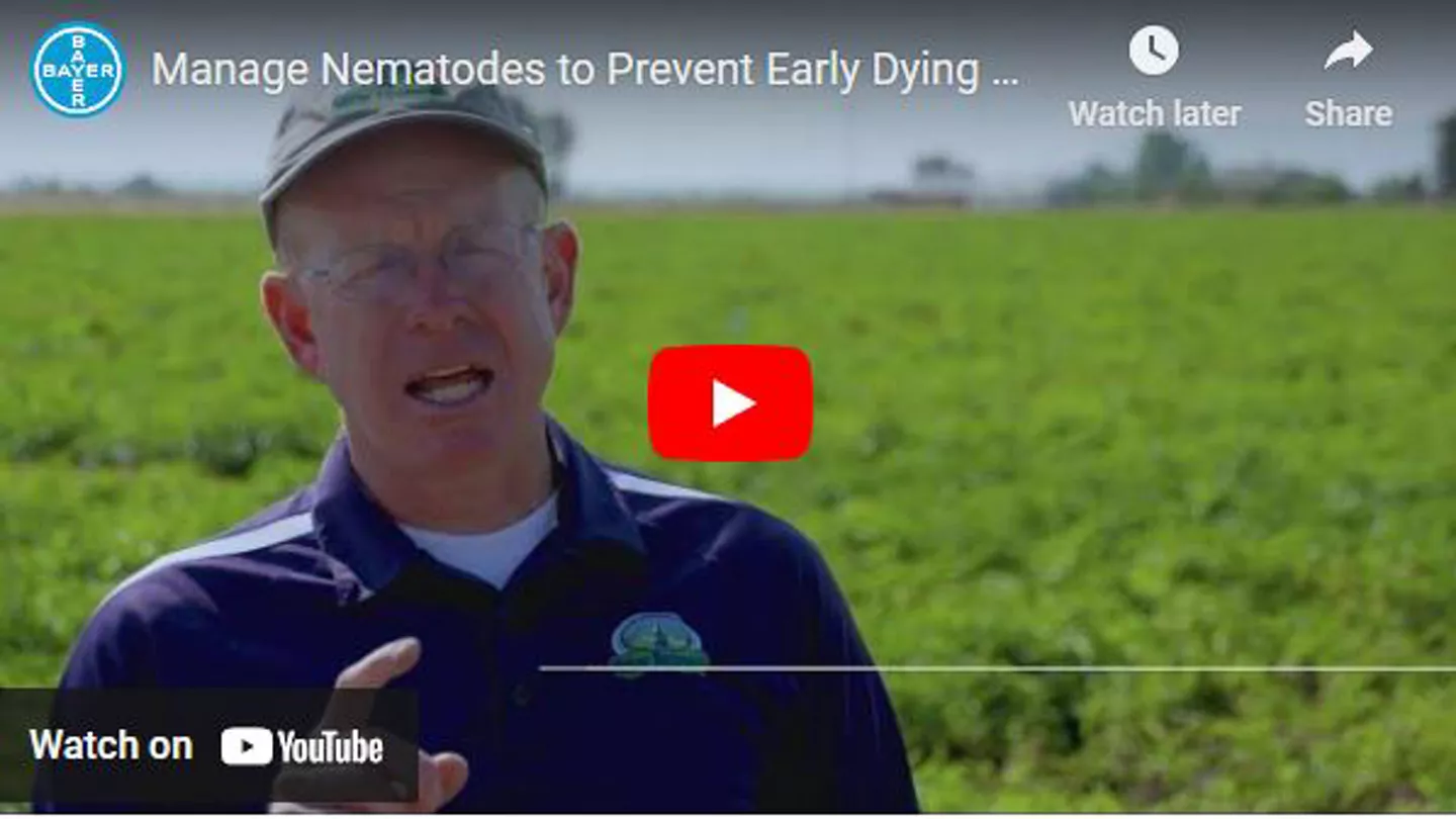 Manage Nematodes to Fight Off Early Dying Complex
