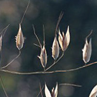 Management techniques and herbicides to control Wild Oat populations