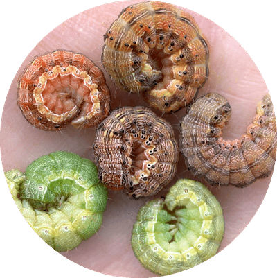 Figure 1. Corn earworm larvae, showing a wide variety of pigmentation. Image courtesy of John Obermeyer, Purdue Extension Entomology.