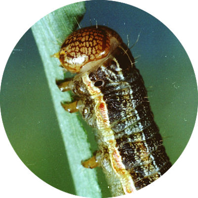 Fall Armyworm