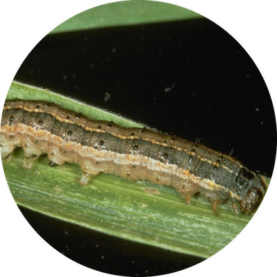 True Armyworm