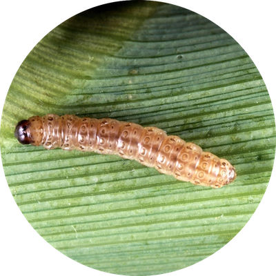 European corn borer. Keith Weller, USDA Agricultural Research Service, Bugwood.org